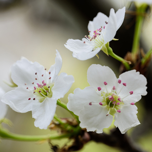 鲁大师免费日韩

